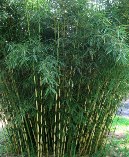 Bamboo Forever  Central Florida bamboo nursery specializing in  non-invasive clumping bamboo